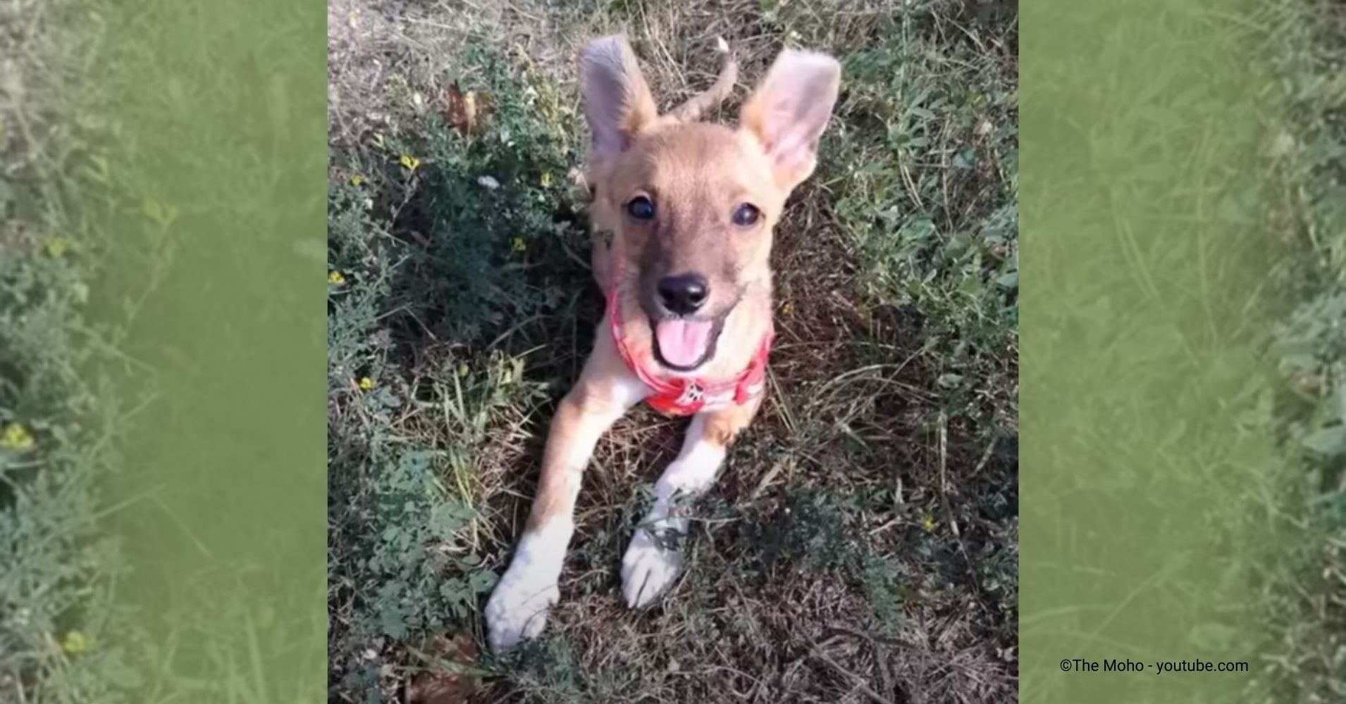 Abandoned Puppy Waits in Heartbreak, Hoping Someone Will See His Pain ...