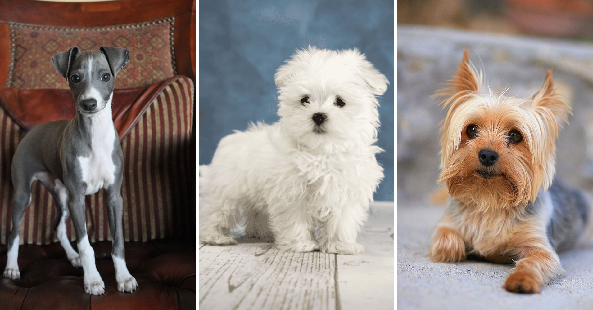 Curated visual reference: Gallery Detail: Top Dog Breeds Perfect For Small Apartments