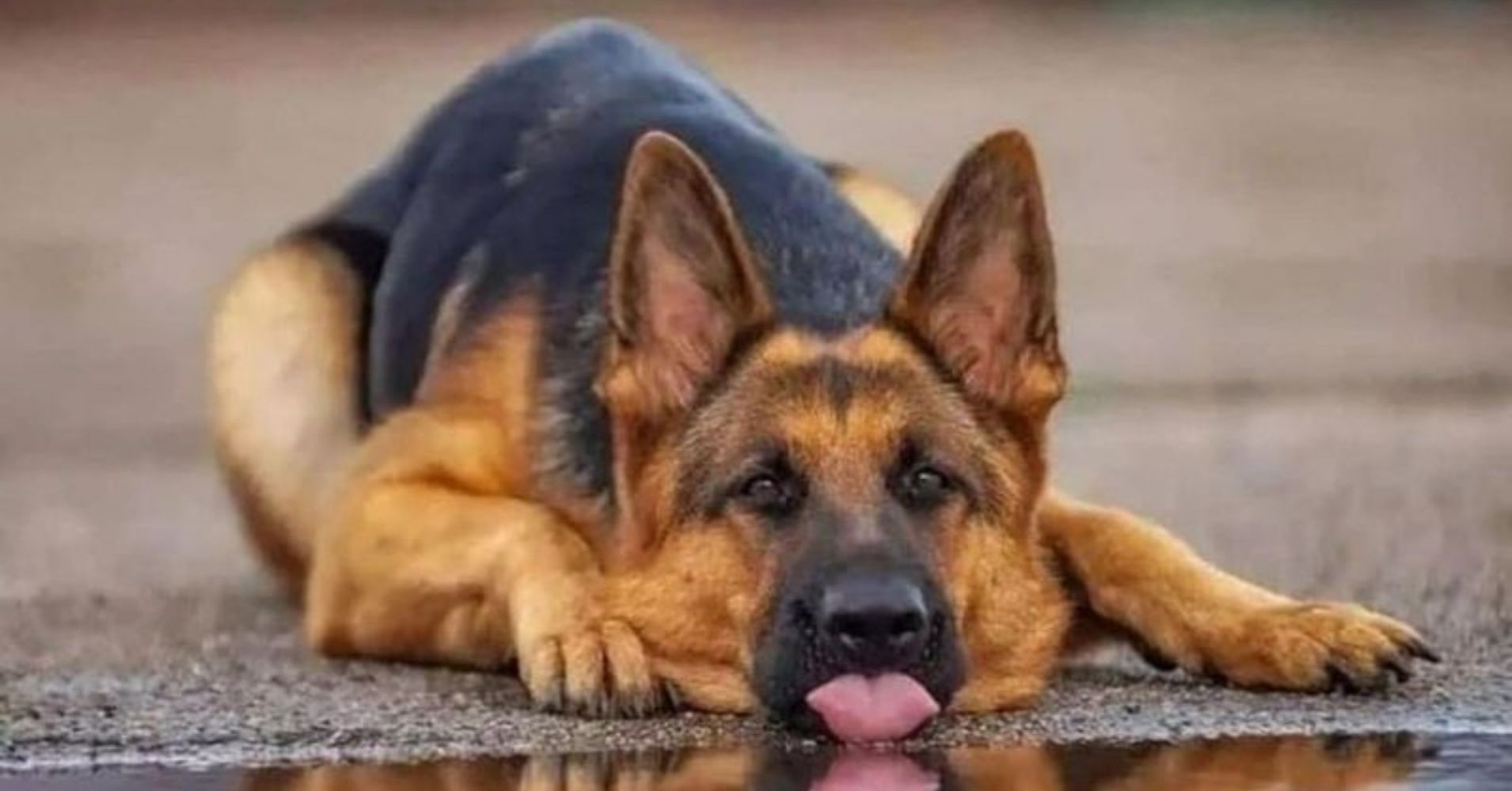 14 Loyal Dog Breeds That Will Always Stay by Your Side, No Matter What ...