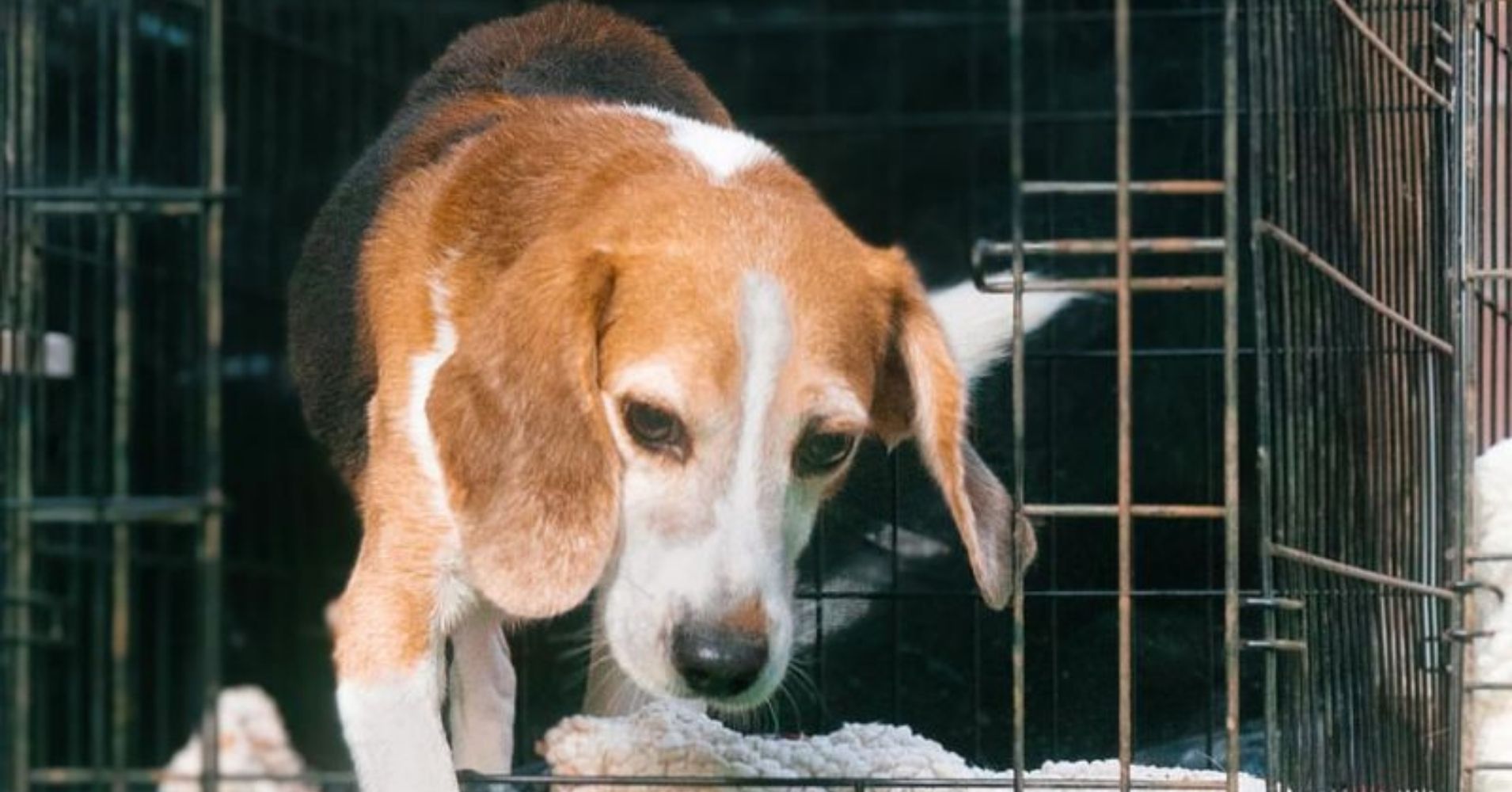 16 Heartwarming Stories of Shelter Dogs Finding Their Forever Homes