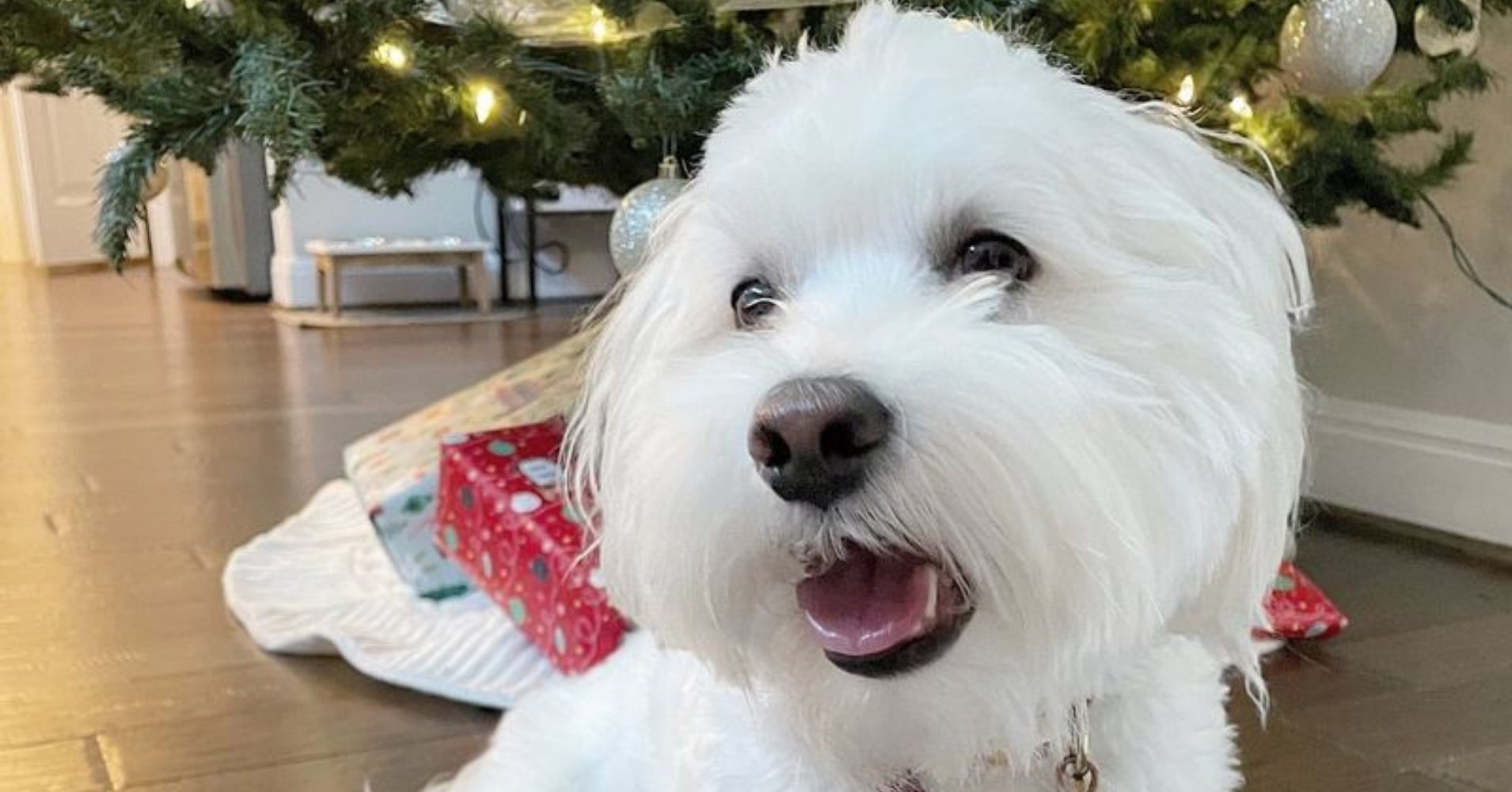 26 Surprising Hypoallergenic Dog Breeds That Hardly Shed - Epic dogs tales