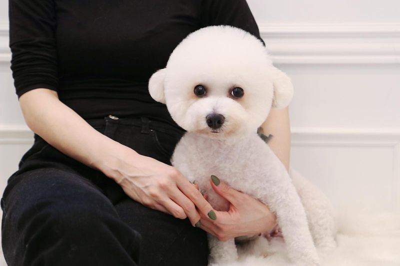25 Eye Catching Dog Breeds With Show Stopping Coats Epic Dogs Tales