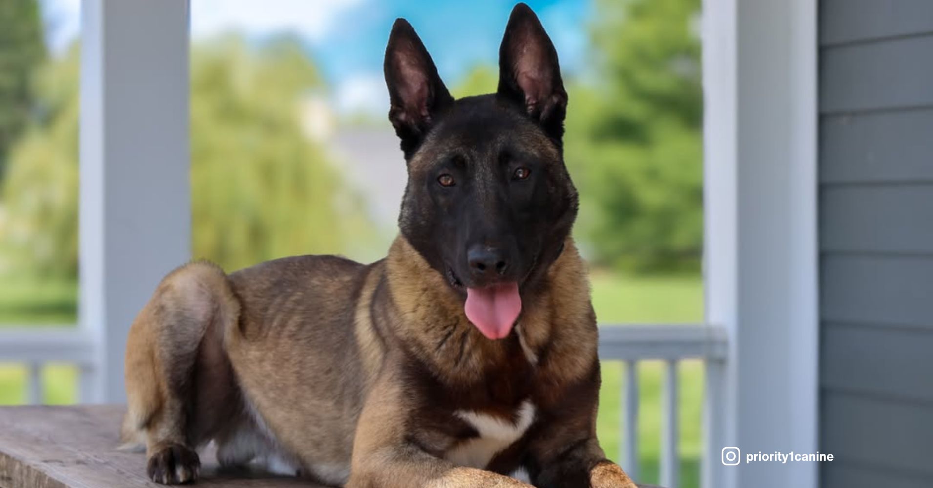 25 Best Guard Dog Breeds for Ultimate Home Protection - Epic dogs tales