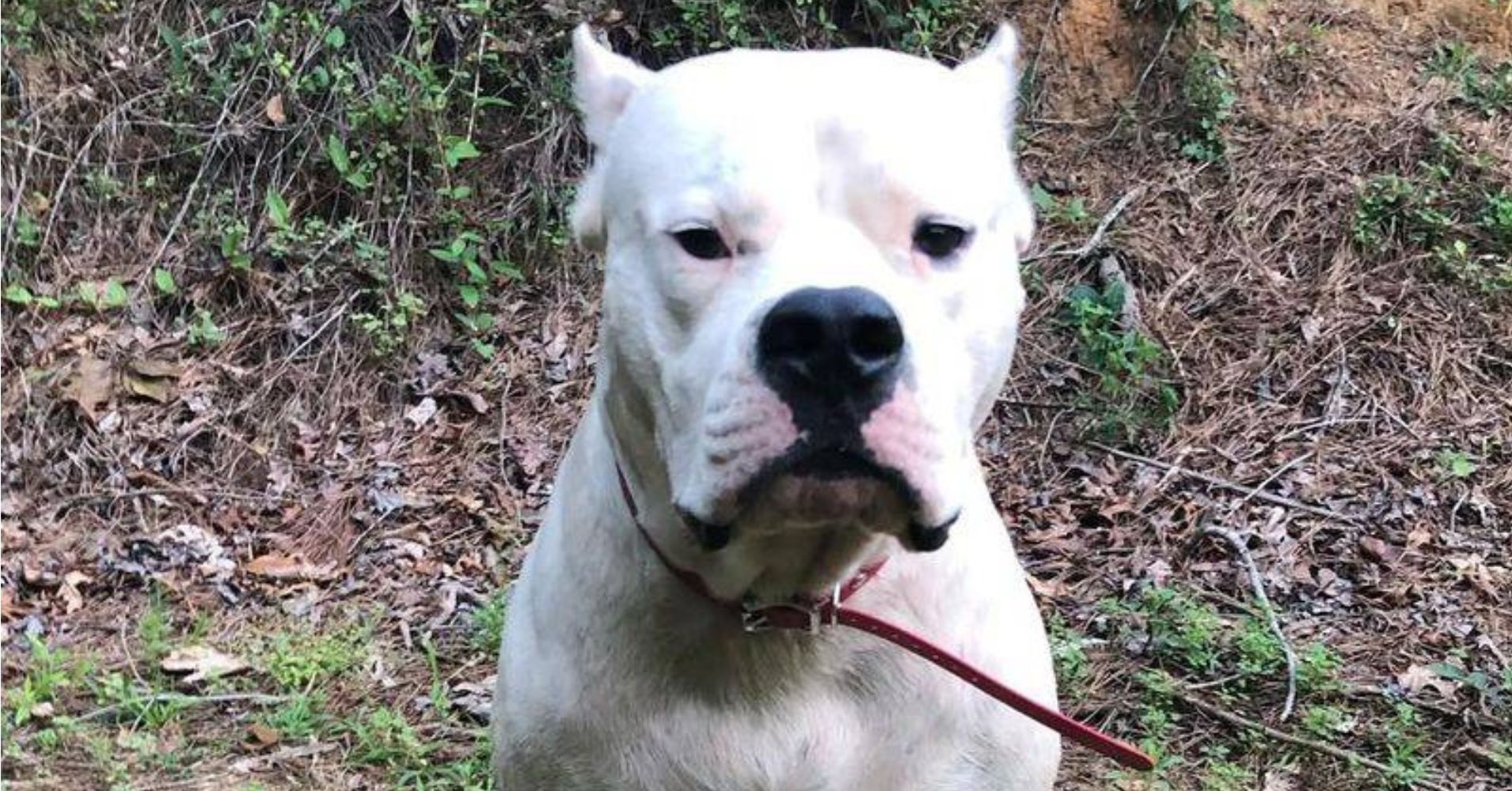 25 Fiercely Protective Dog Breeds That Take Their Guard Duties to Heart ...