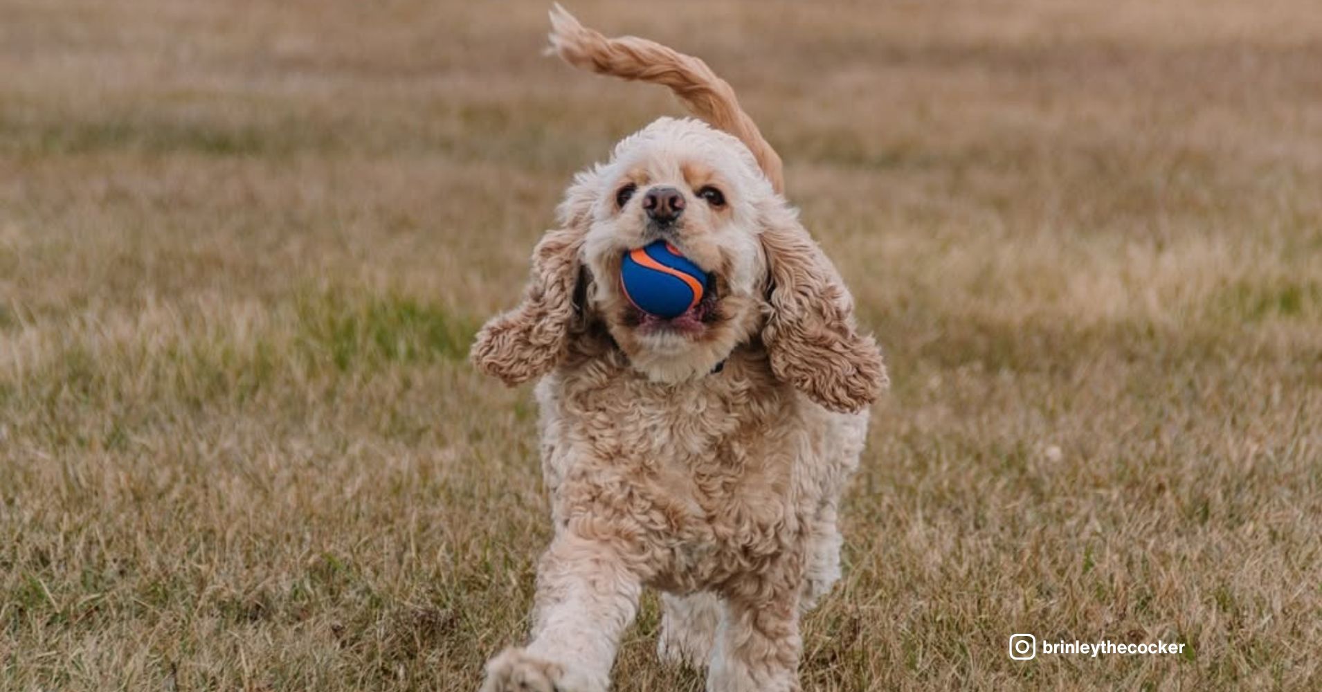 26 Dog Behaviors That Show They Trust You Completely - Epic dogs tales
