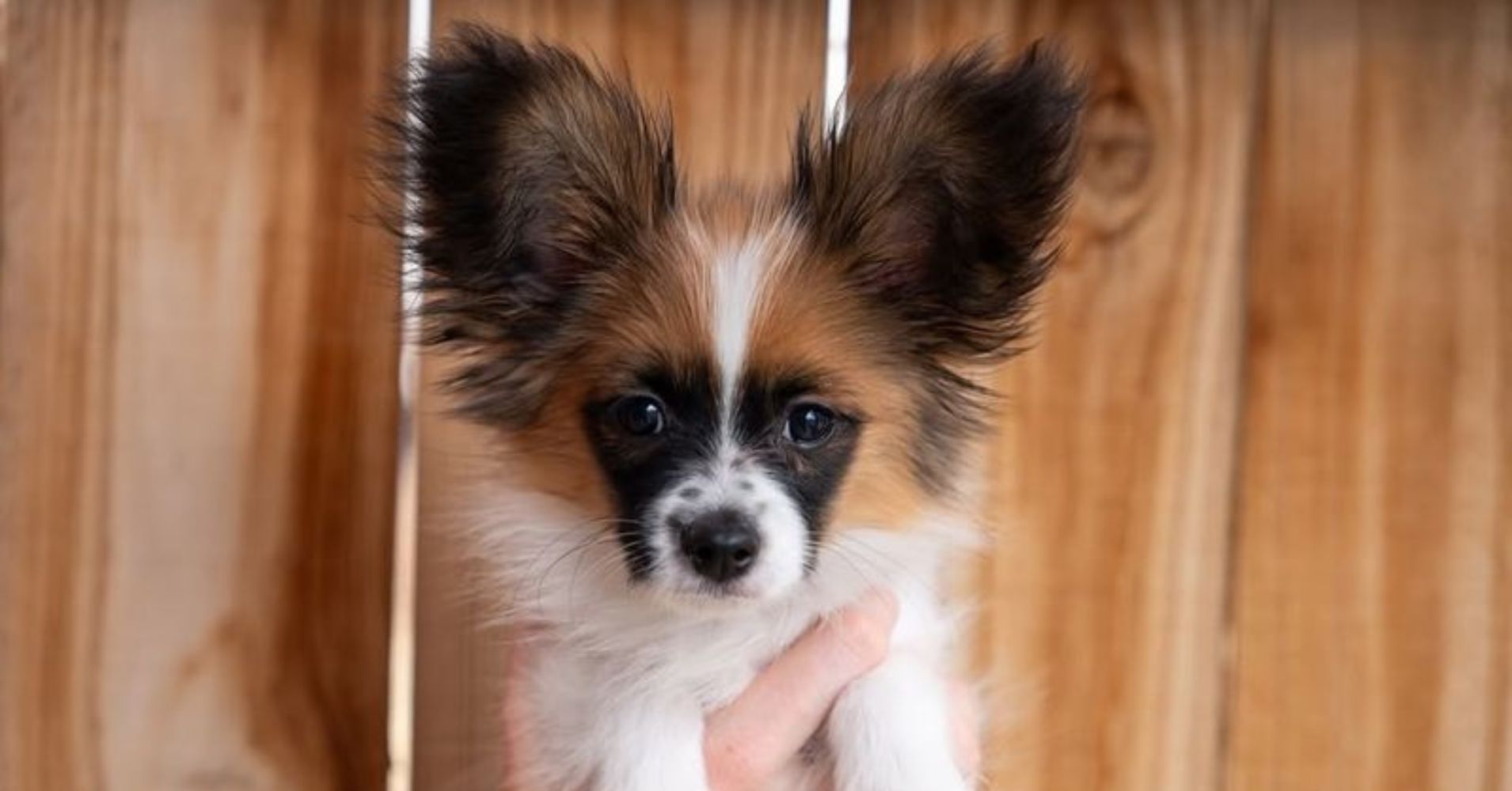 9 Tiniest Dog Breeds in the World - Epic dogs tales