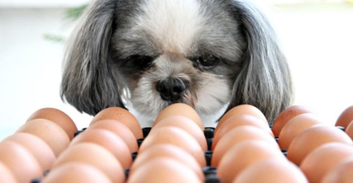 Photo inspiration: Picture Idea: 17 Common Household Items That Are Toxic To Pets