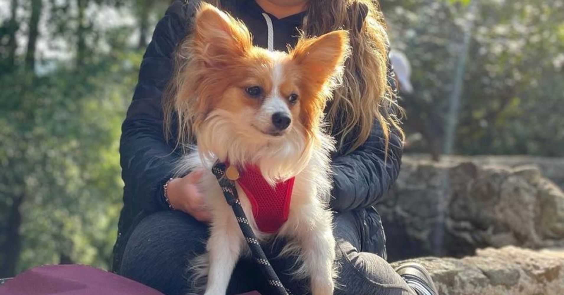 18 Senior Friendly Dog Breeds to Spend Your Golden Years With - Epic ...