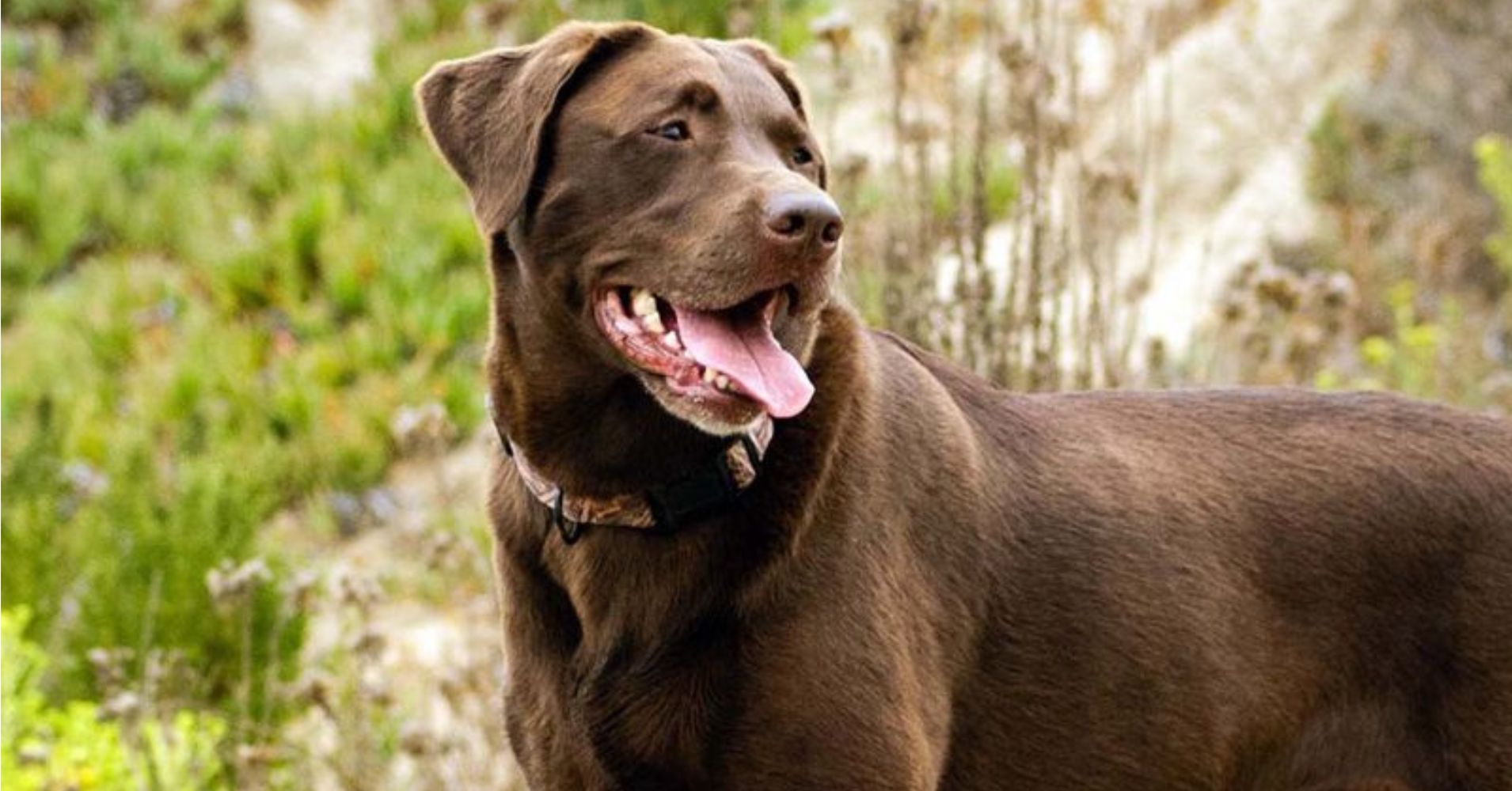 17 Loyal Dog Breeds That Love With Their Whole Hearts - Epic dogs tales