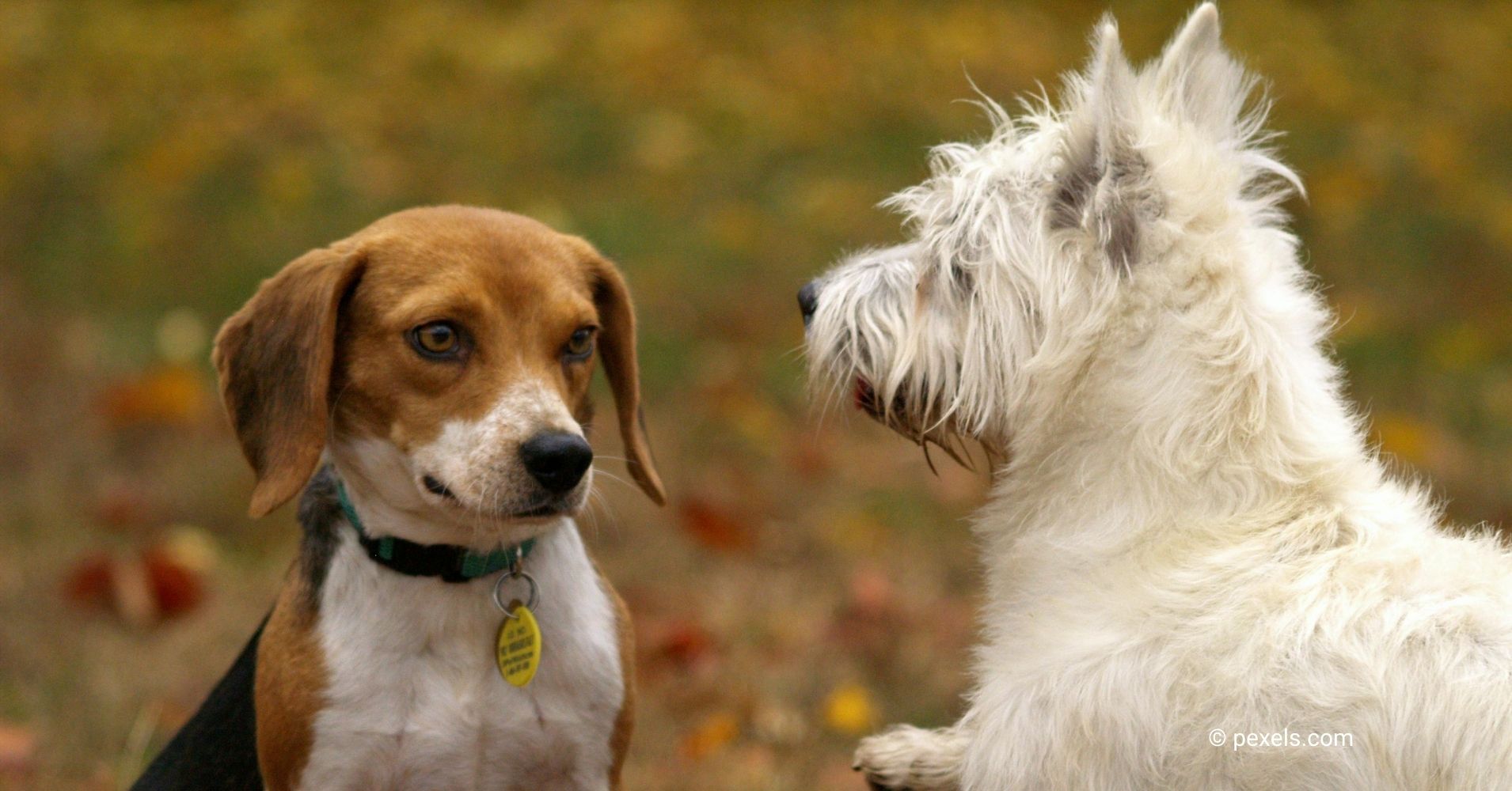 10 Dog Breeds Naturally Gifted At Making Friends With Everyone - Epic 