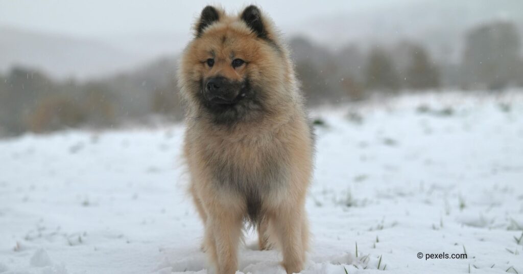 11 Dog Breeds That Look and Feel Like Real-Life Teddy Bears