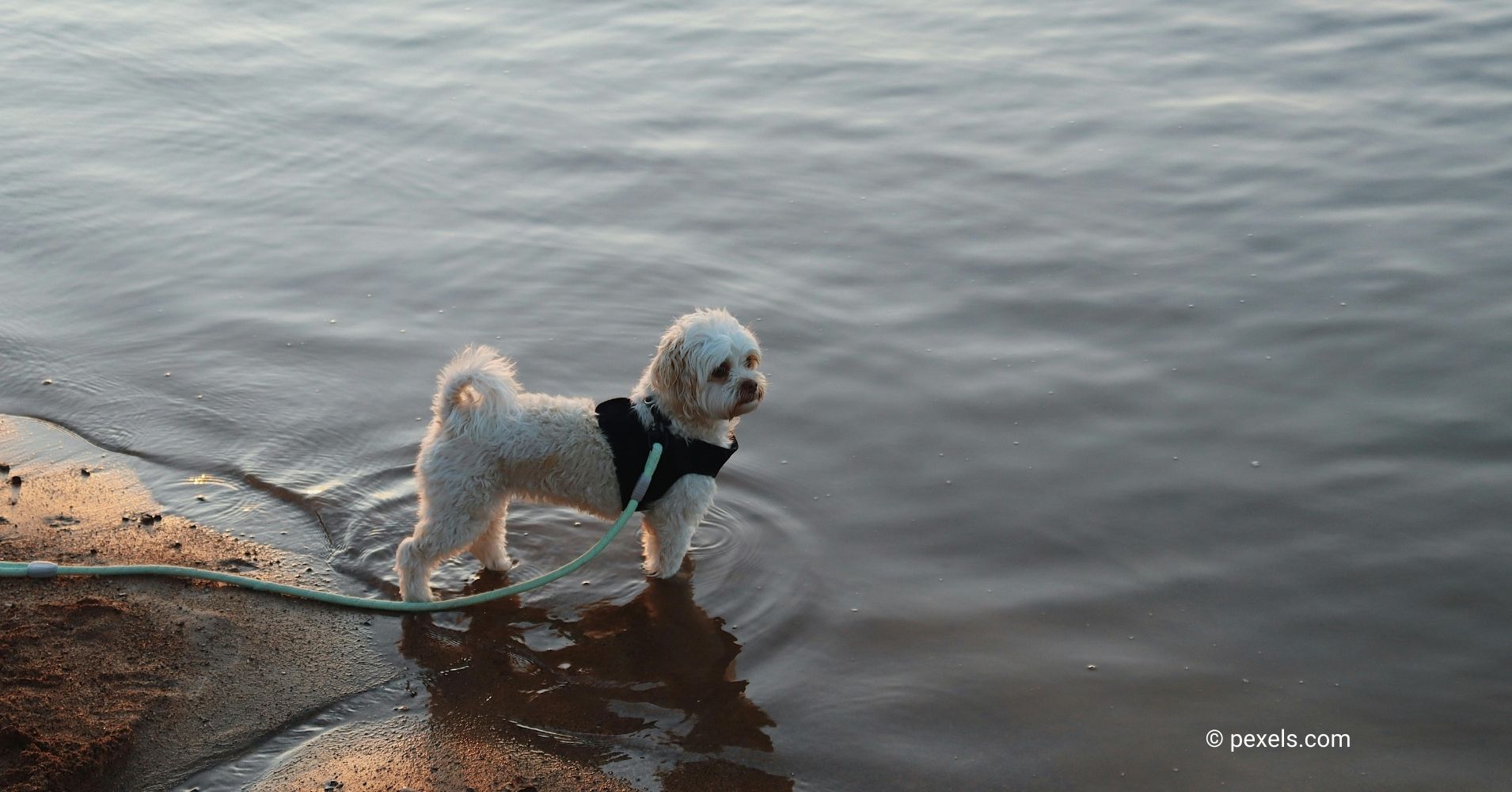 13 Water-Loving Dog Breeds That Thrive in Every Season