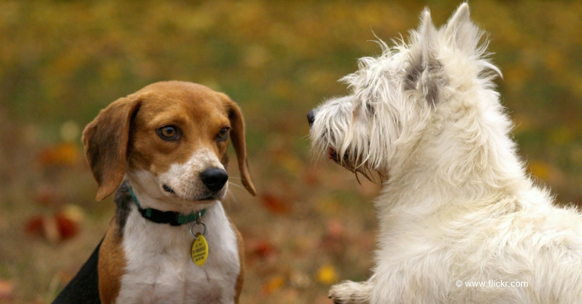 15 Most Popular Dog Breeds in the World Right Now