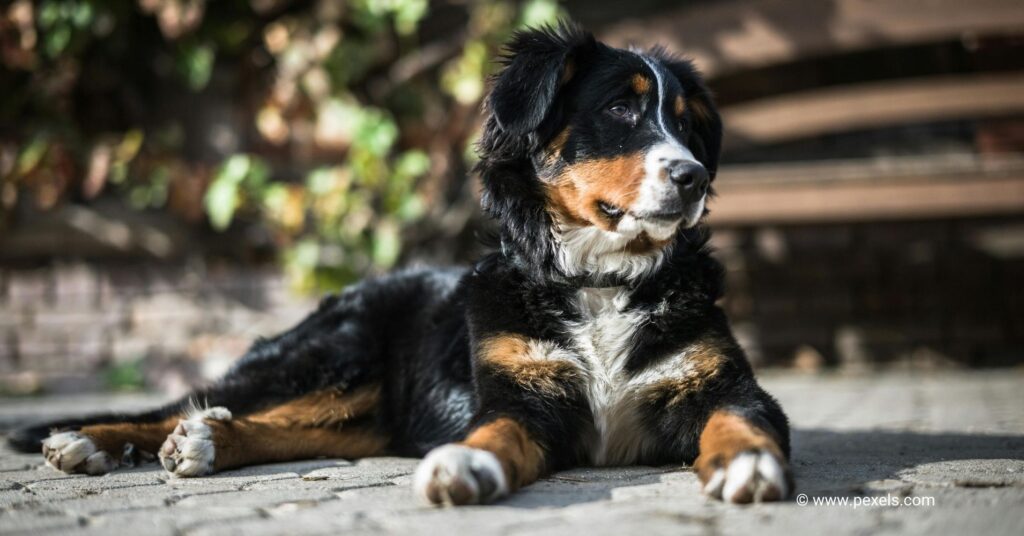 8 Most Expensive Dog Breeds to Care For and Why