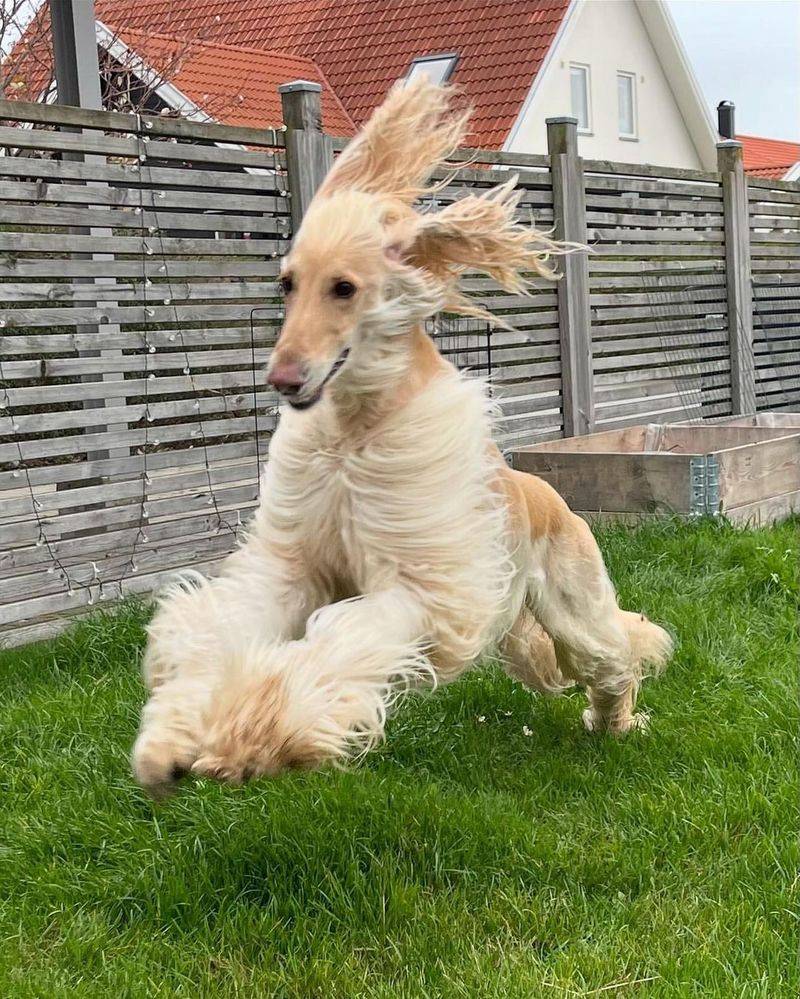 Afghan Hound