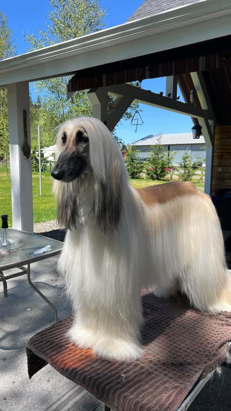 Afghan Hound