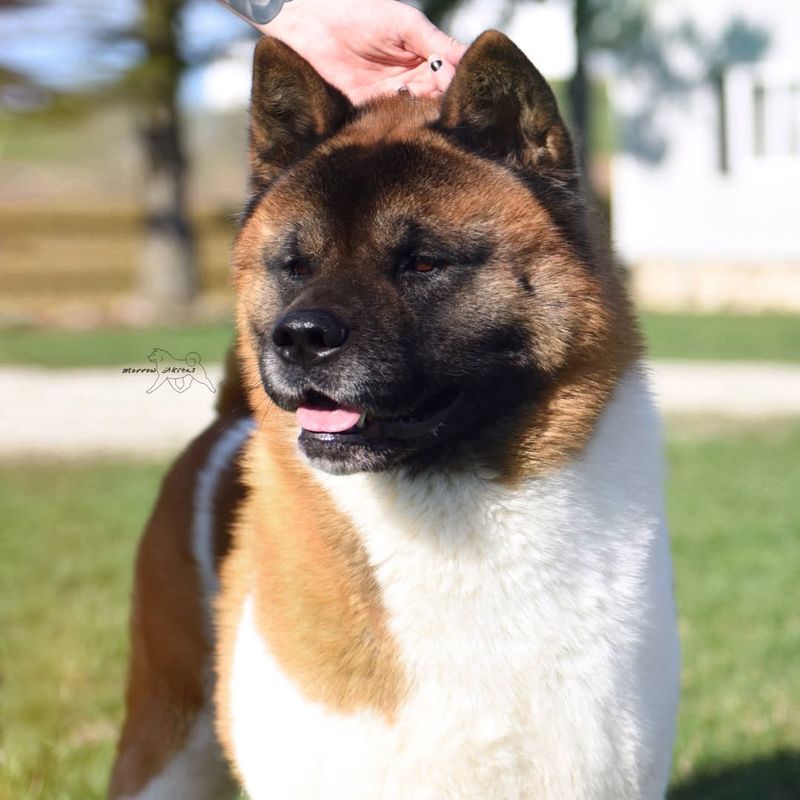 Akita