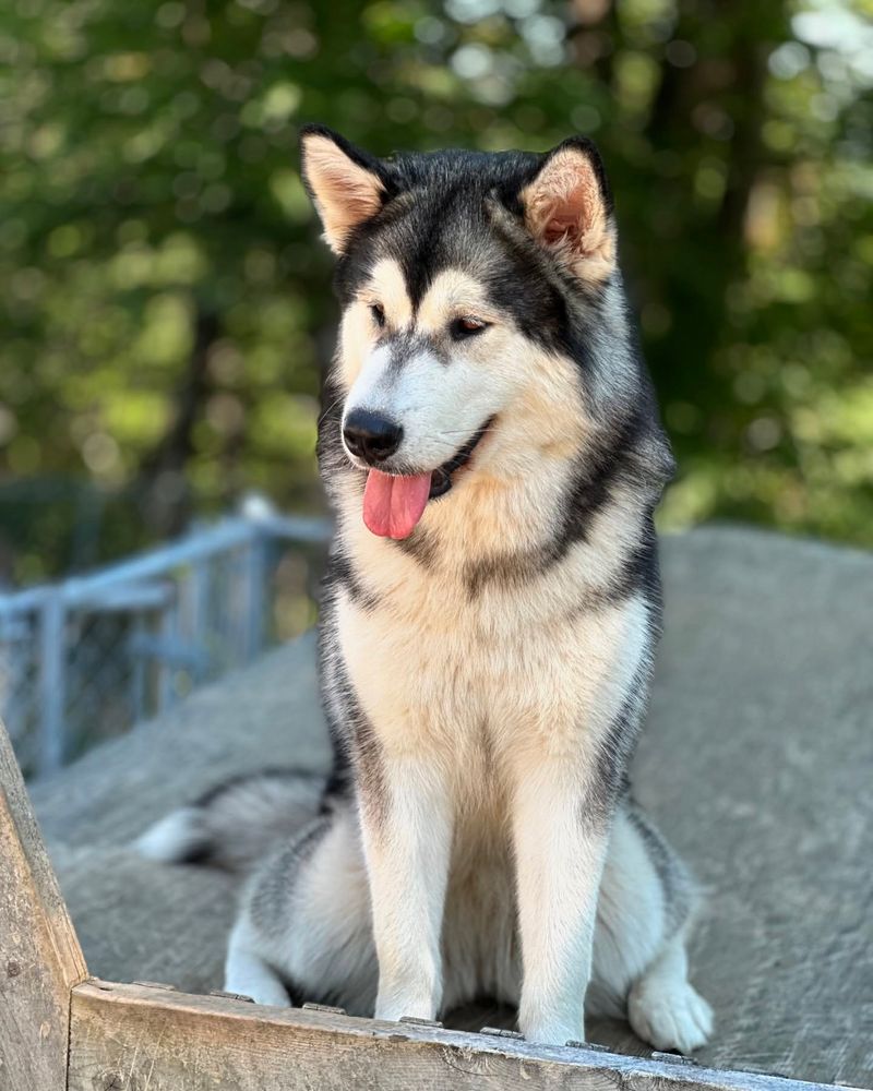 Alaskan Malamute