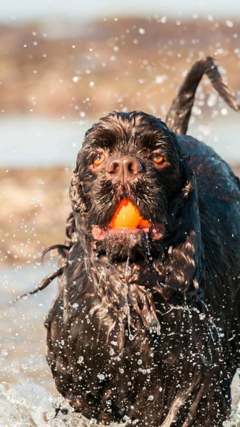 American Water Spaniel