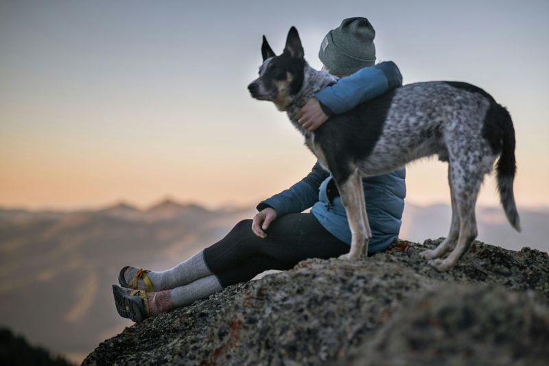 Australian Cattle Dog