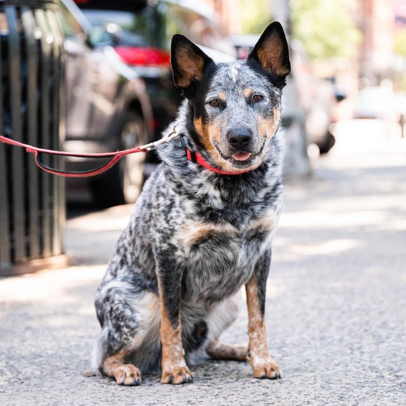 Australian Cattle Dog