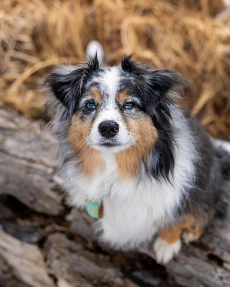 Australian Shepherd