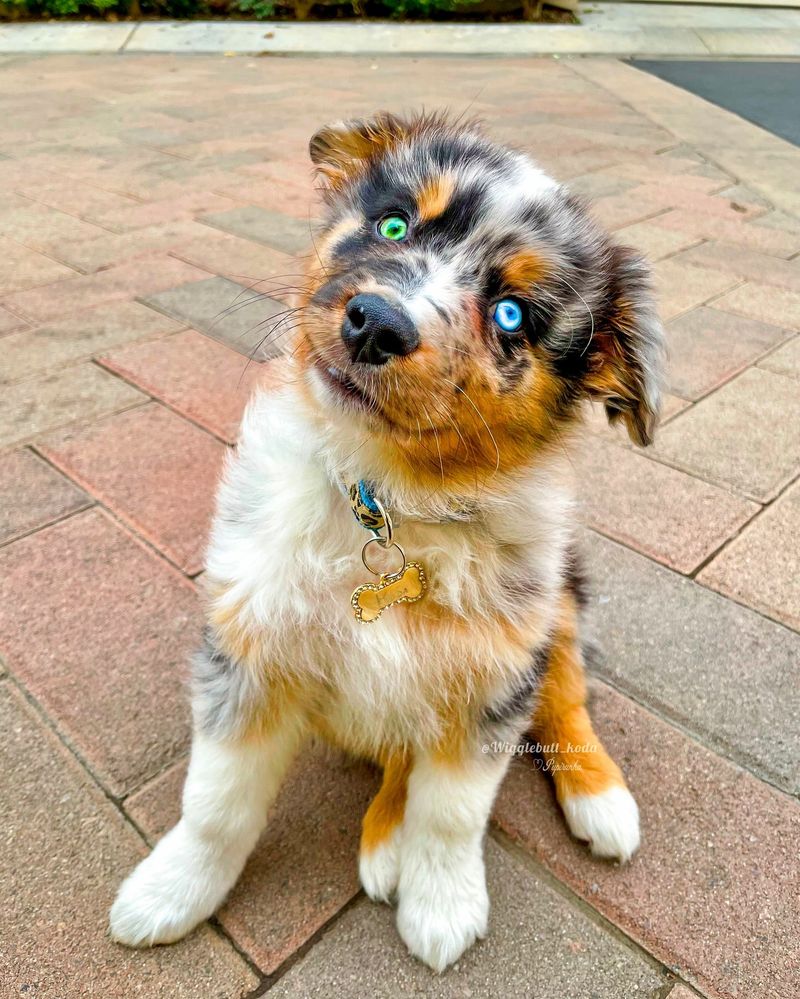 Australian Shepherd