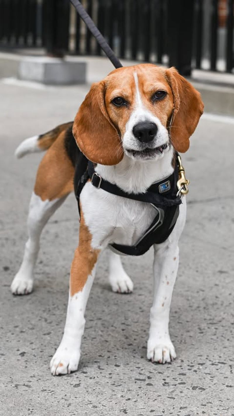 Beagle