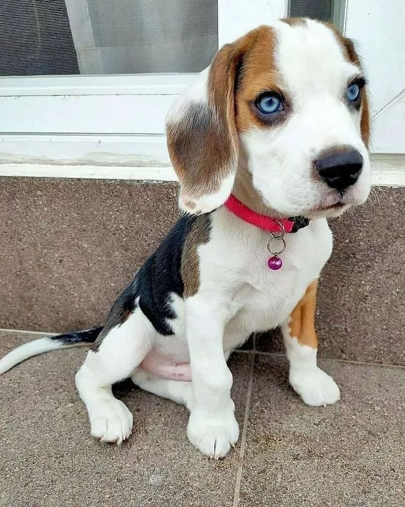 Beagle