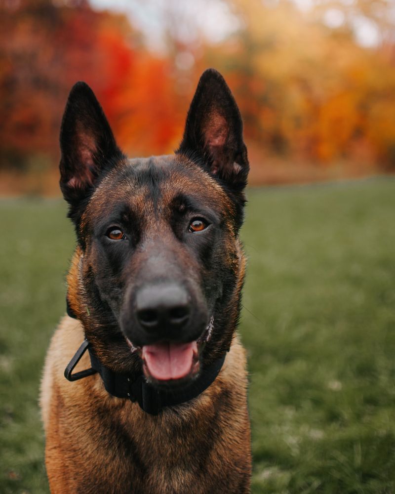 Belgian Malinois