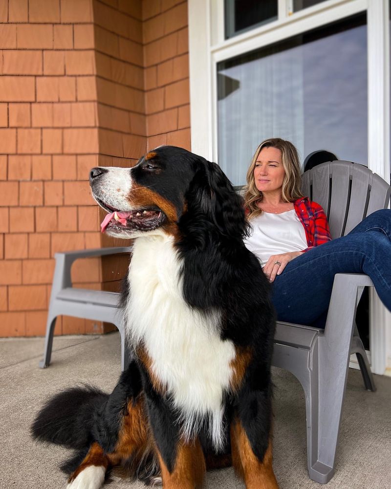 Bernese Mountain Dog