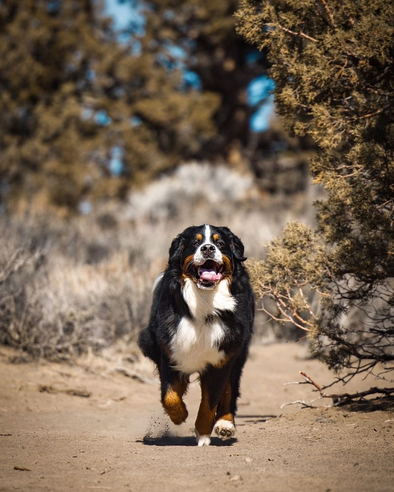 Bernese Mountain Dog