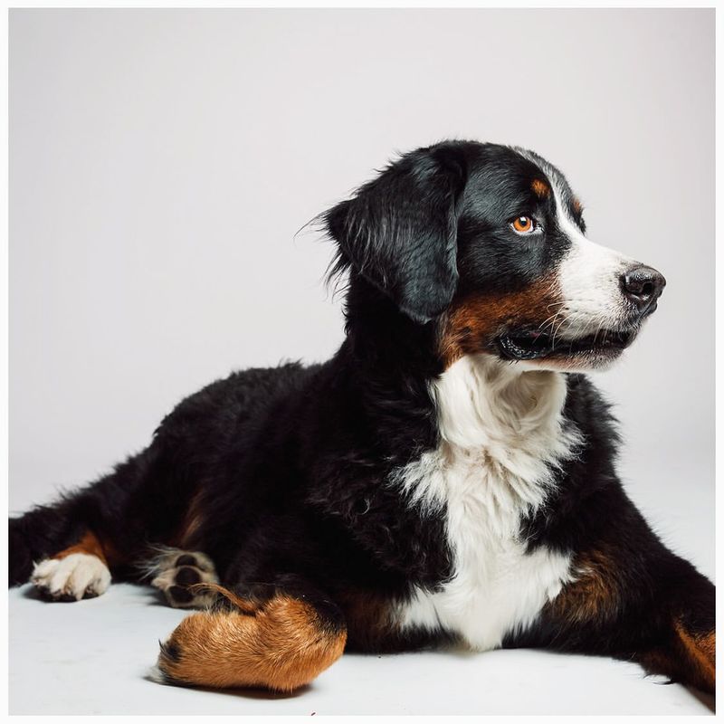 Bernese Mountain Dog