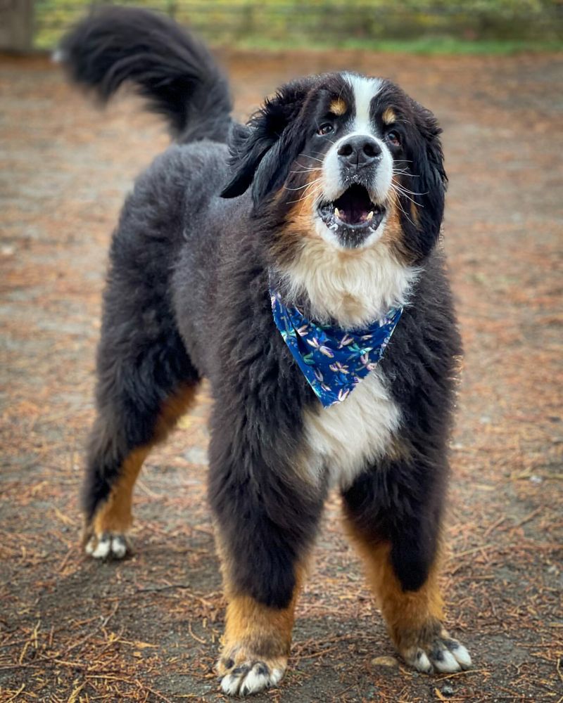 Bernese Mountain Dog