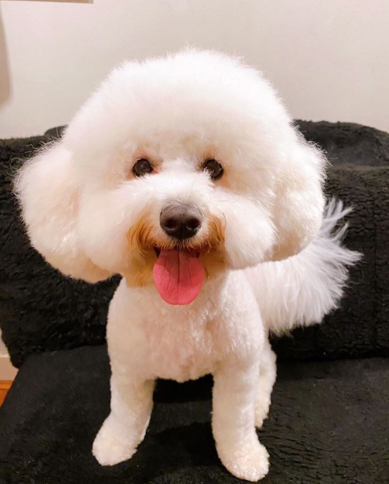 Bichon Frise