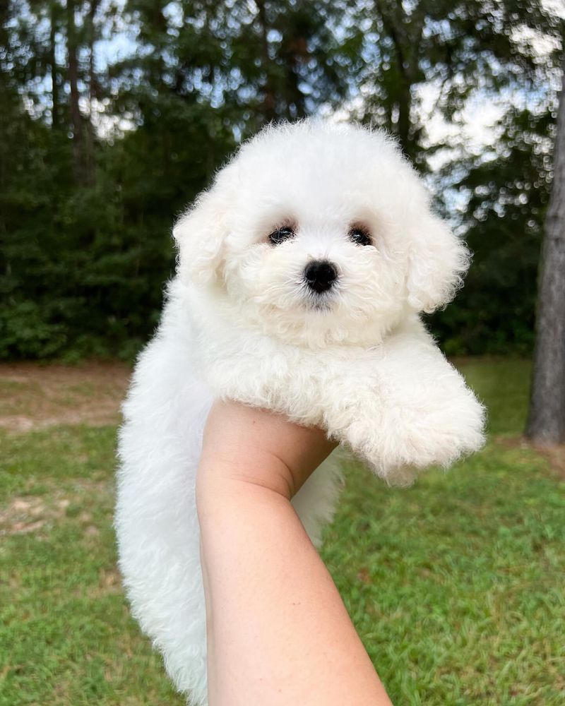 Bichon Frise