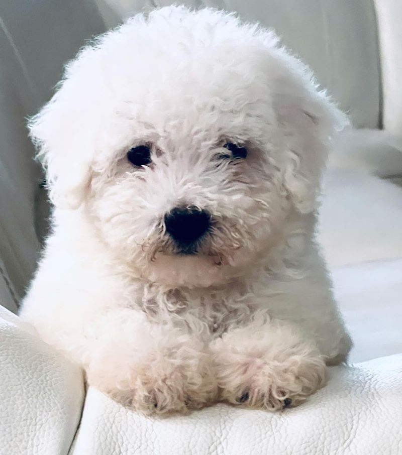 Bichon Frise