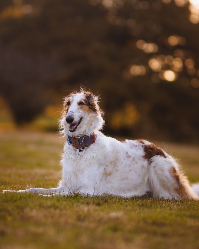 Borzoi