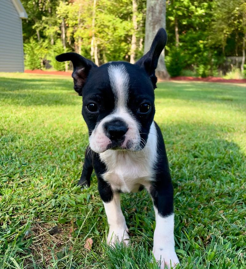 Boston Terrier