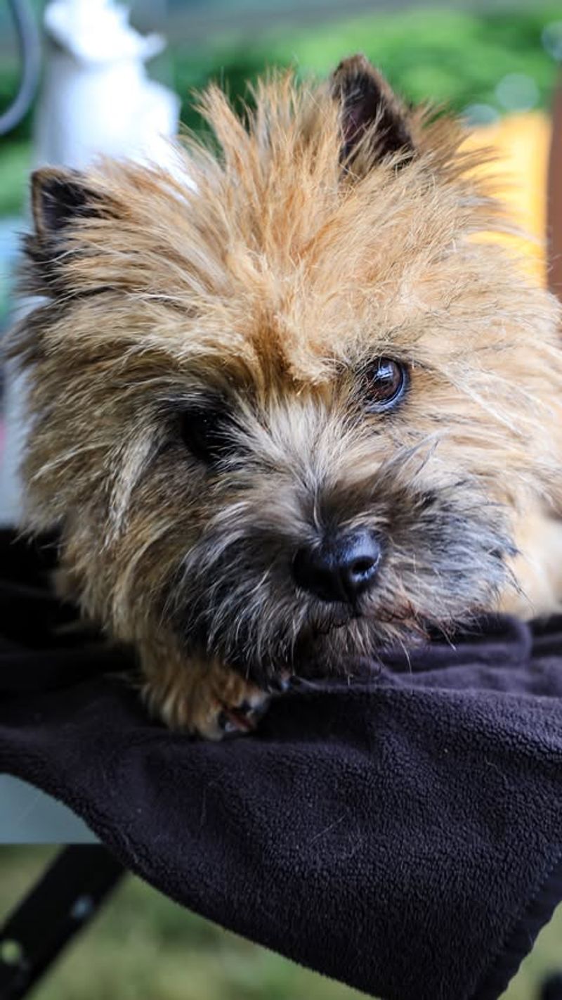 Cairn Terrier