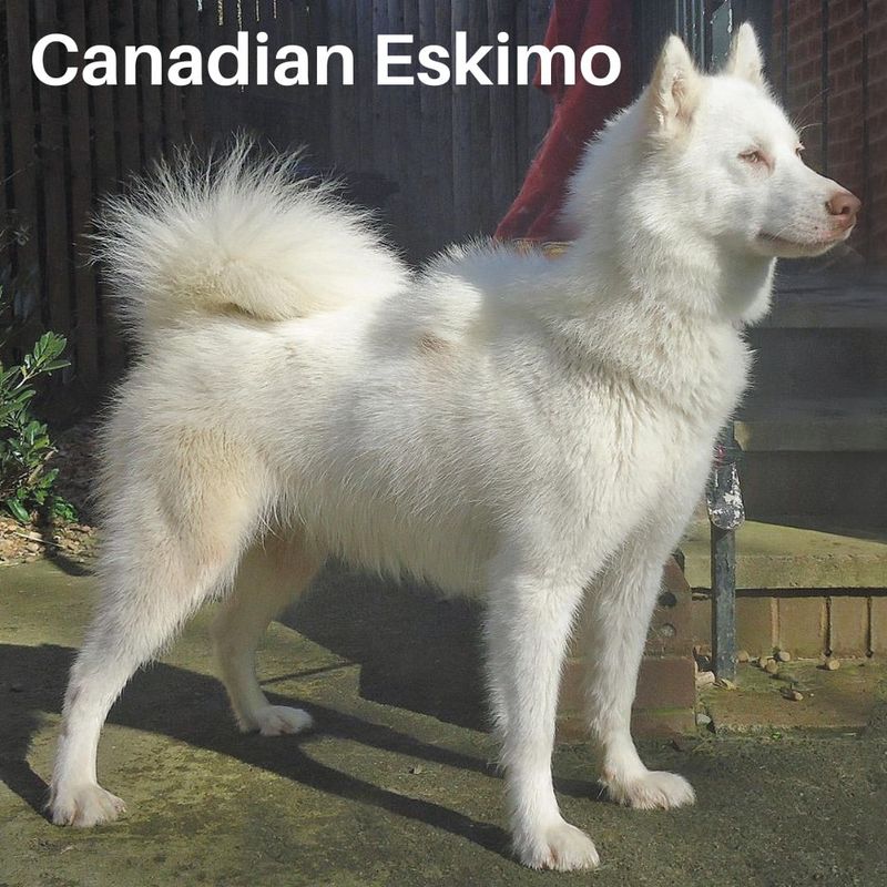 Canadian Eskimo Dog