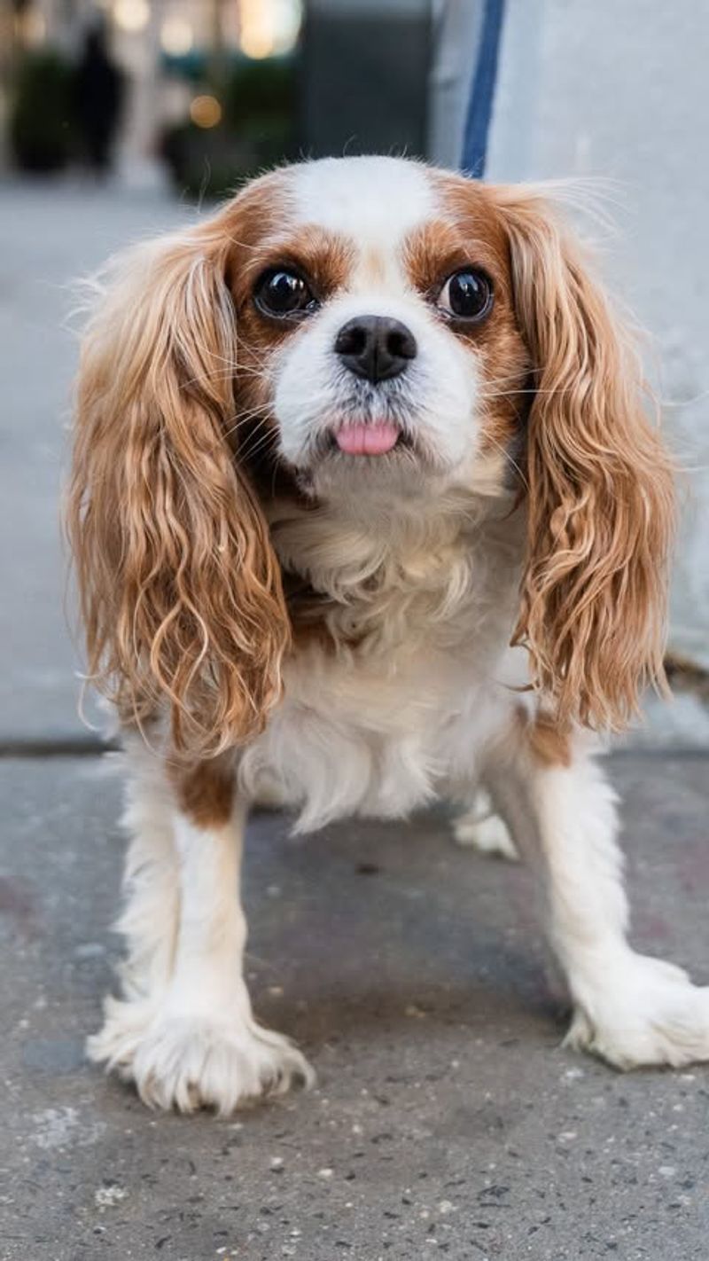 Cavalier King Charles Spaniel