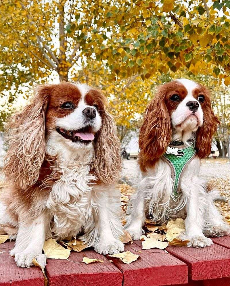 Cavalier King Charles Spaniel