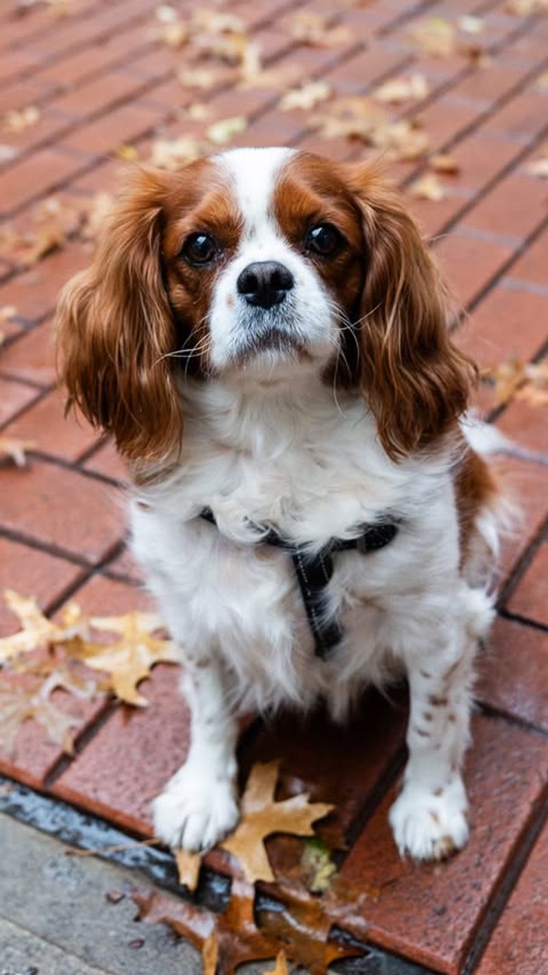 Cavalier King Charles Spaniel