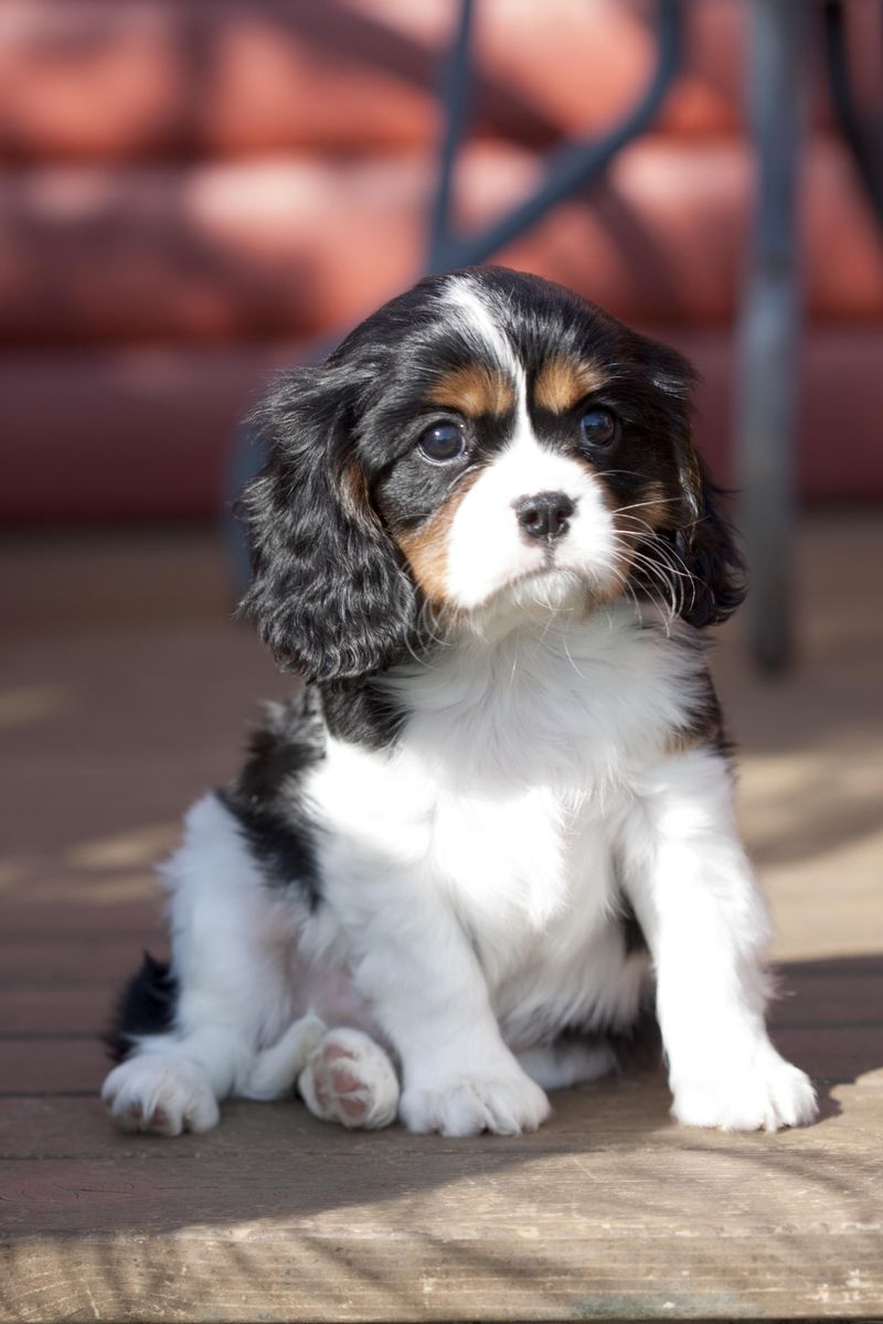 Cavalier King Charles Spaniel