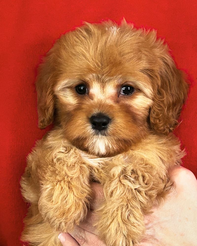 Cavapoo