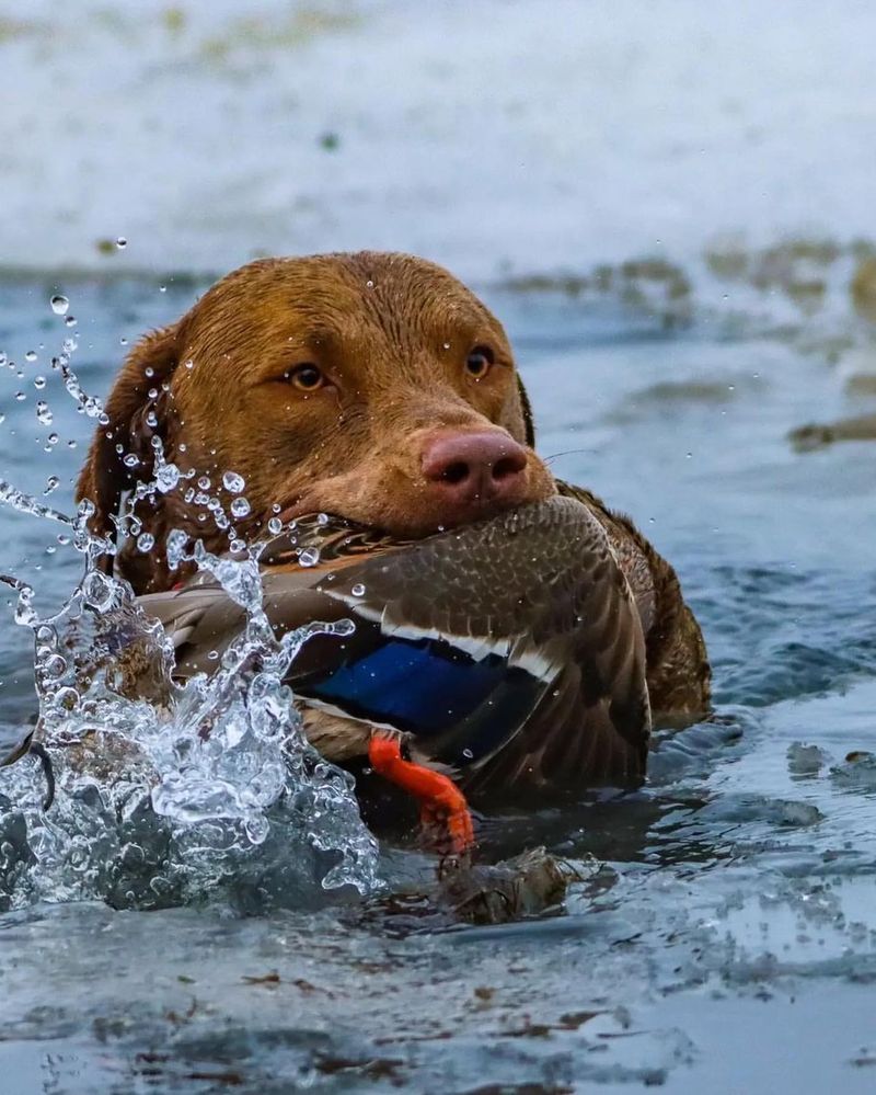 Chesapeake Bay Retriever