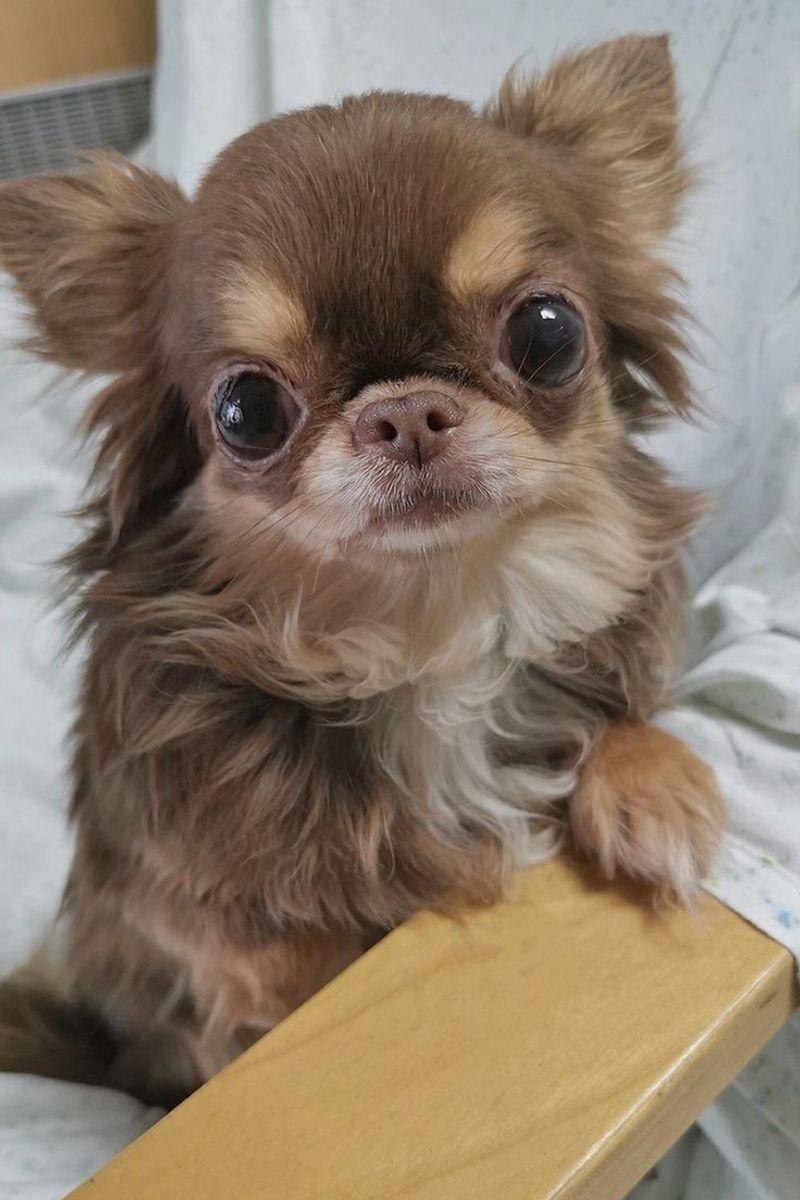 Chihuahua