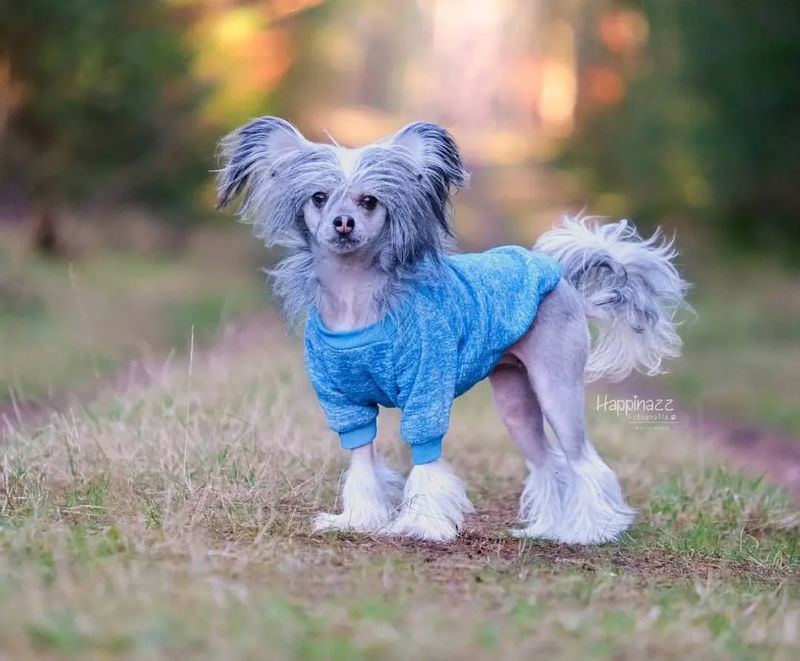 Chinese Crested