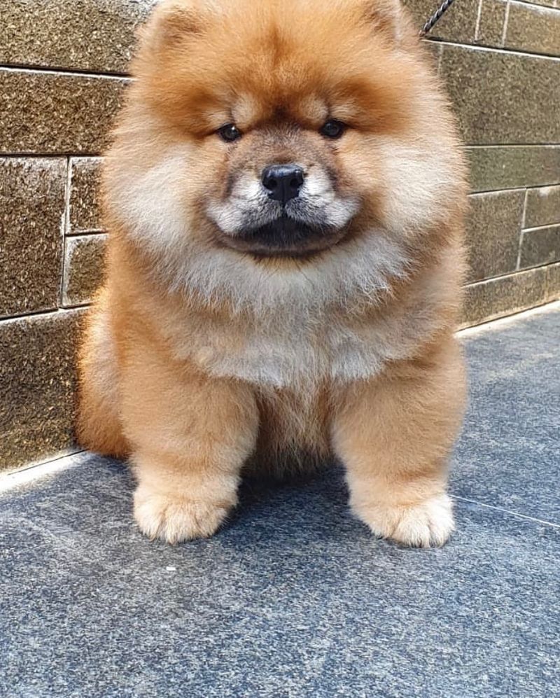 Chow Chow